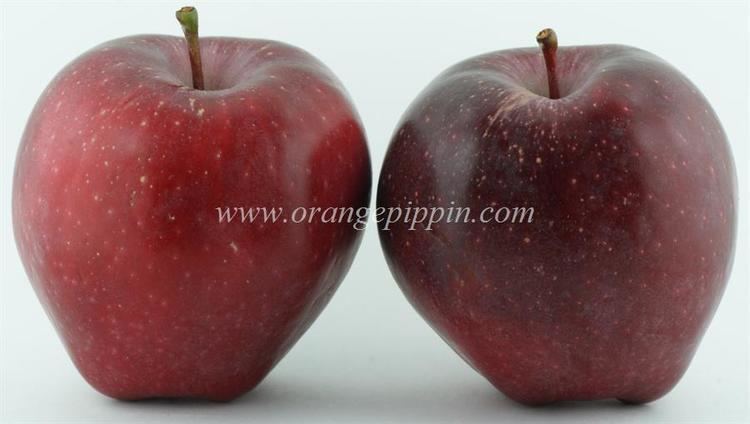 Red Delicious Apple Red Delicious tasting notes identification reviews
