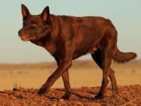 Red Dog (Pilbara) httpsjanedogscomassetsStoriesIconicDogsr