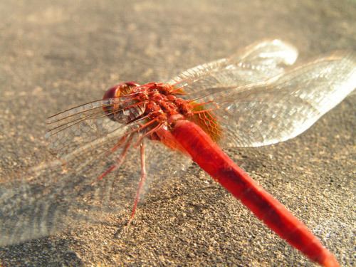 Red Dragonflies What do you know about red dragonflies Find out all about red