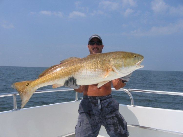 Red drum Fisher39s Bay Charters Red Drum
