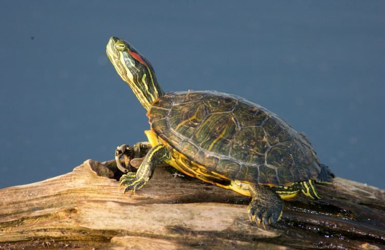 Red-eared slider RedEared Slider MDC Discover Nature