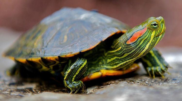 Red-eared slider redeared slider The bright colors of a redeared slider may fade