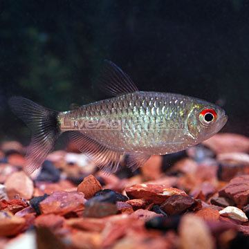 Red eye tetra Tropical Fish for Freshwater Aquariums Red Eye Tetra
