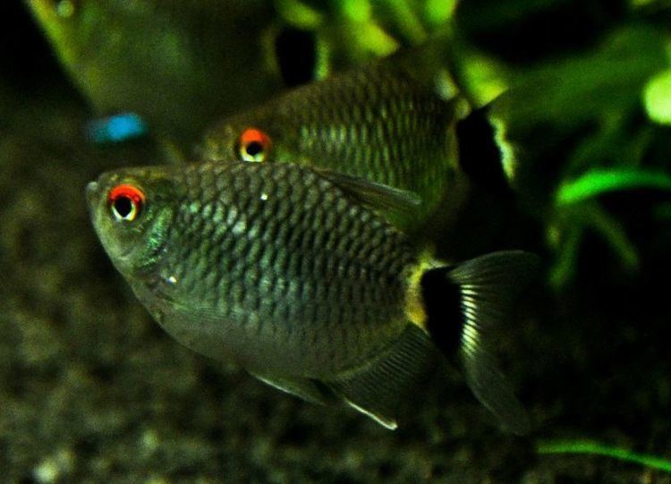 Red eye tetra Red eye tetra care tank mates breeding pictures and video