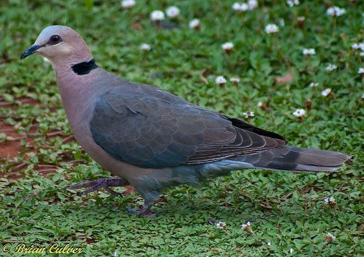 Red-eyed dove eyed Dove