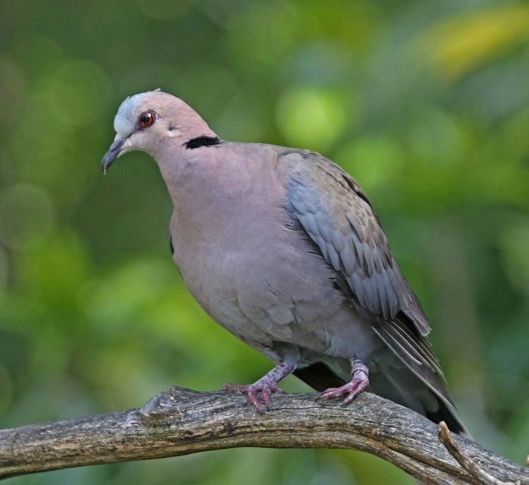 Red-eyed dove Pictures and information on Redeyed Dove