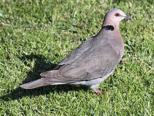 Red-eyed dove httpsuploadwikimediaorgwikipediacommonsthu