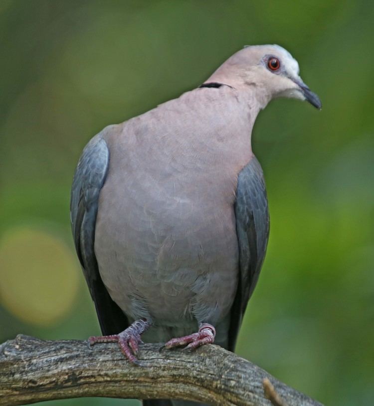 Red-eyed dove Pictures and information on Redeyed Dove