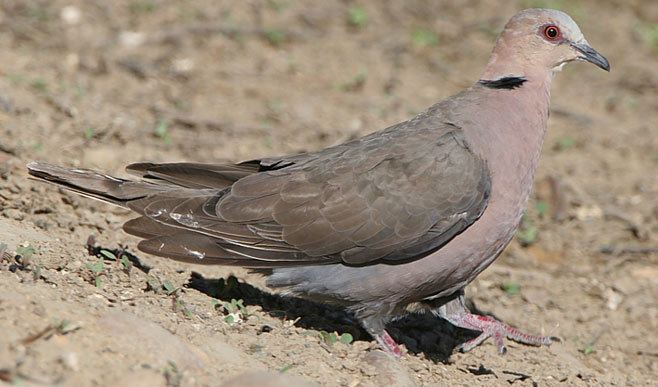 Red-eyed dove semitorquata Redeyed dove