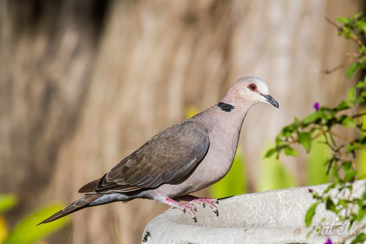 Red-eyed dove Wildlife Den South African Wildlife Photography RedEyed Dove