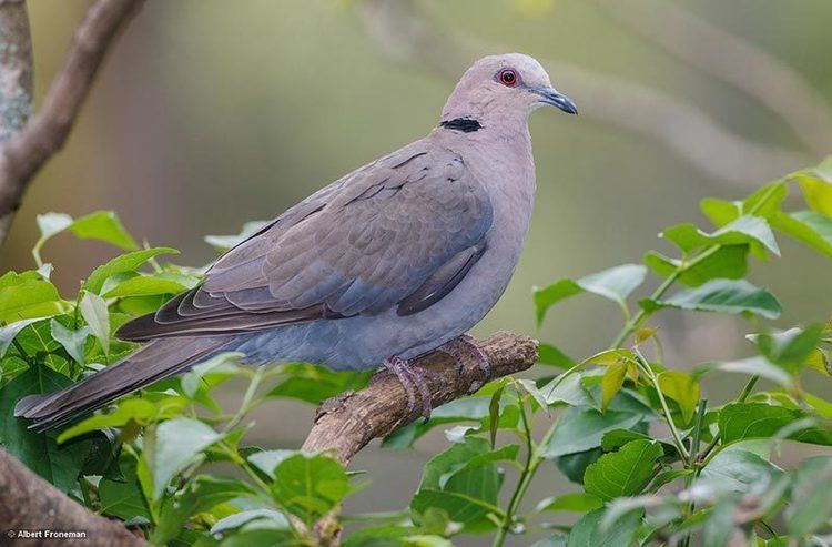 Red-eyed dove Redeyed DoveGrootringduif Streptopelio semitorquata Kormorant