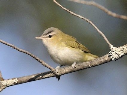 Red-eyed vireo Redeyed Vireo Identification All About Birds Cornell Lab of
