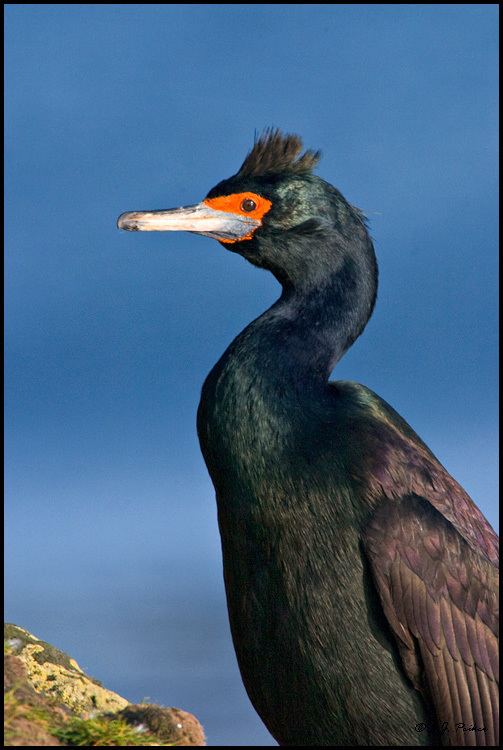 Red-faced cormorant Redfaced Cormorant PAge