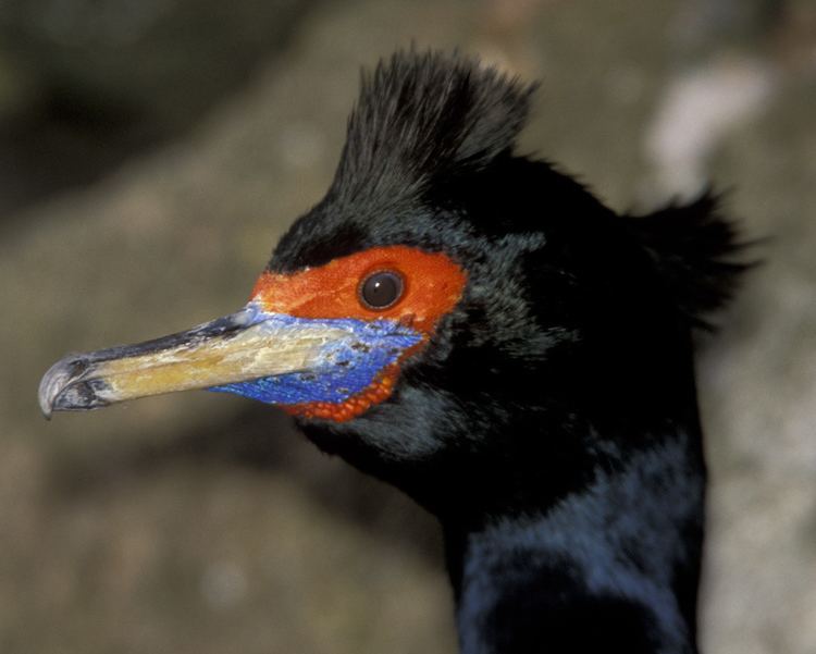 Red-faced cormorant d2fbmjy3x0sduacloudfrontnetsitesdefaultfiles