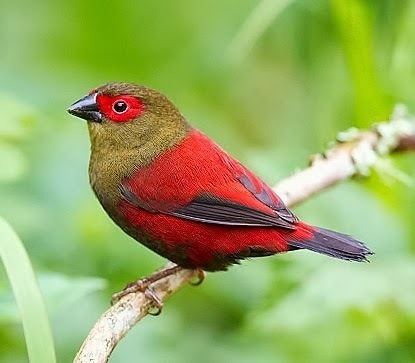 Red-faced crimsonwing Birds of the World Redfaced crimsonwing