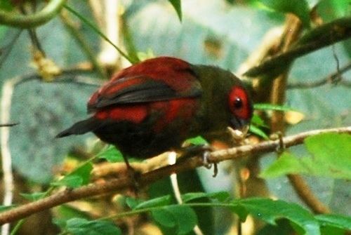 Red-faced crimsonwing Redfaced Crimsonwing BirdForum Opus