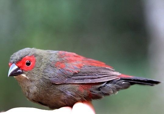 Red-faced crimsonwing Redfaced Crimsonwing