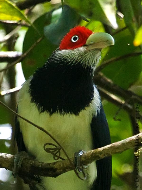 Red-faced malkoha Sri Lanka