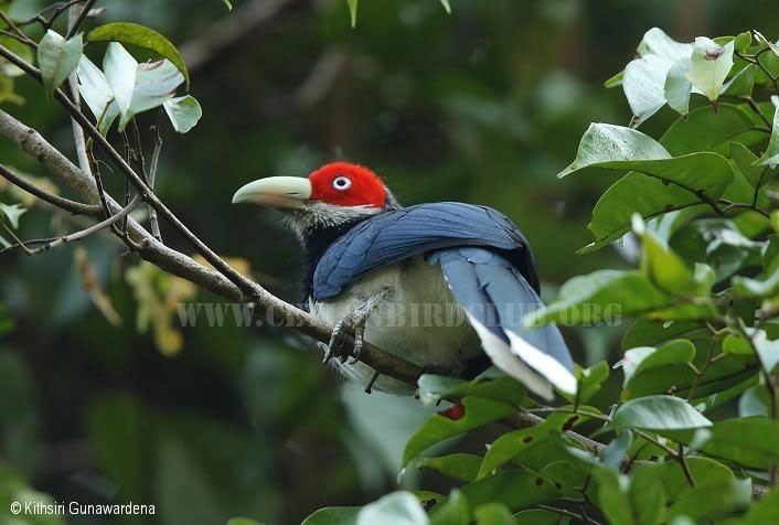 Red-faced malkoha Ceylon Bird Club Birds of Sri Lanka sri lankan birds endemic