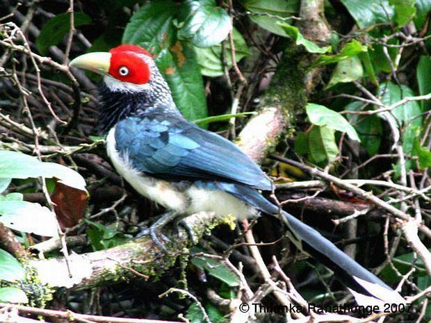 Red-faced malkoha Oriental Bird Club Image Database Redfaced Malkoha