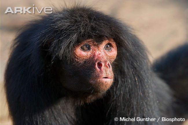 Red-faced spider monkey 78 images about Primates New World Redfaced Spider Monkey Ateles