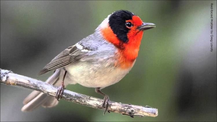 Red-faced warbler Redfaced Warbler Song YouTube