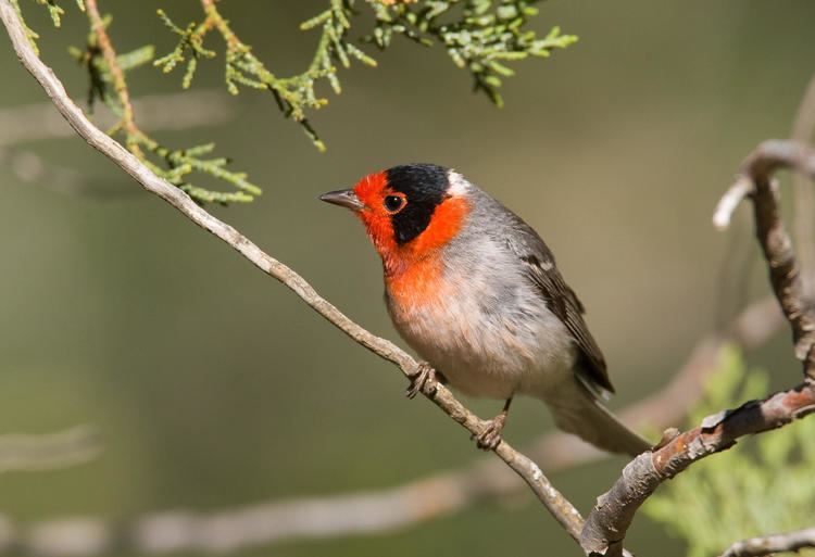Red-faced warbler Redfaced Warbler Audubon Field Guide