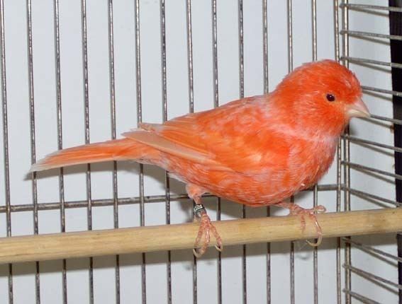 Red factor canary Red Factor Canary AZ Birds