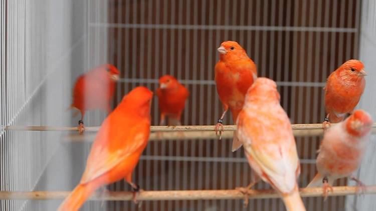 Red factor canary MosaicRed Factor Mixed Canaries YouTube