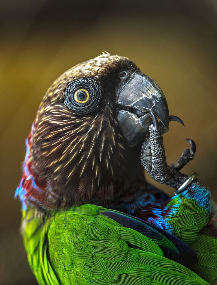 Red-fan parrot FileRed Fan Parrot Endangered Species with ID ring on legjpg