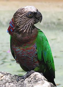Red-fan parrot httpsuploadwikimediaorgwikipediacommonsthu