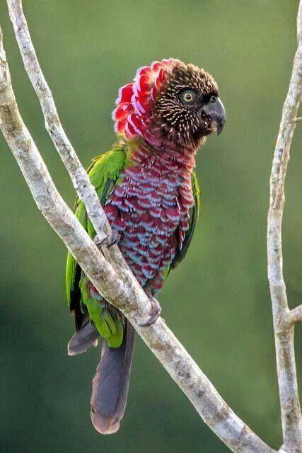 Red-fan parrot Red Fan Parrot Birds Pinterest Beautiful Bolivia and Pictures