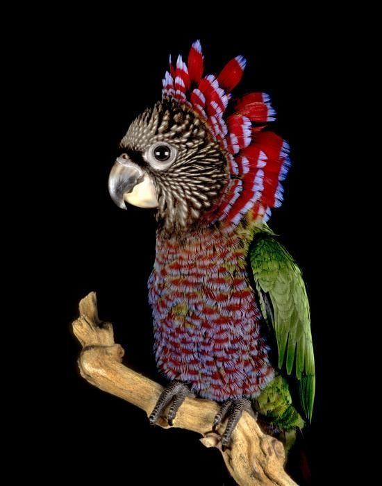 Red-fan parrot 1000 images about Redfan Parrot on Pinterest Zoos Photographs