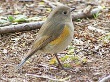 Red-flanked bluetail Redflanked bluetail Wikipedia