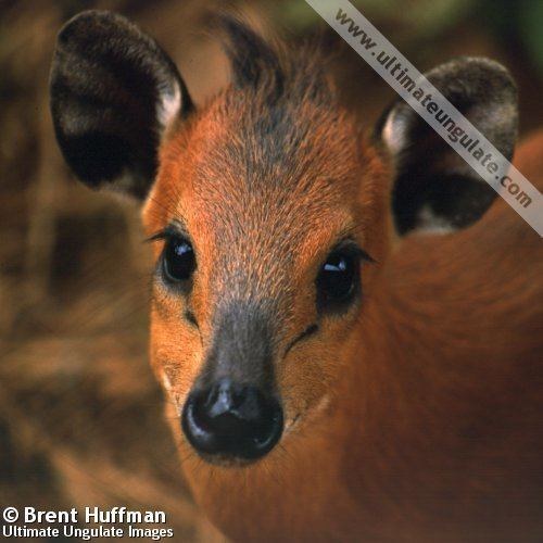 Red-flanked duiker Redflanked duiker Cephalophus rufilatus Quick facts