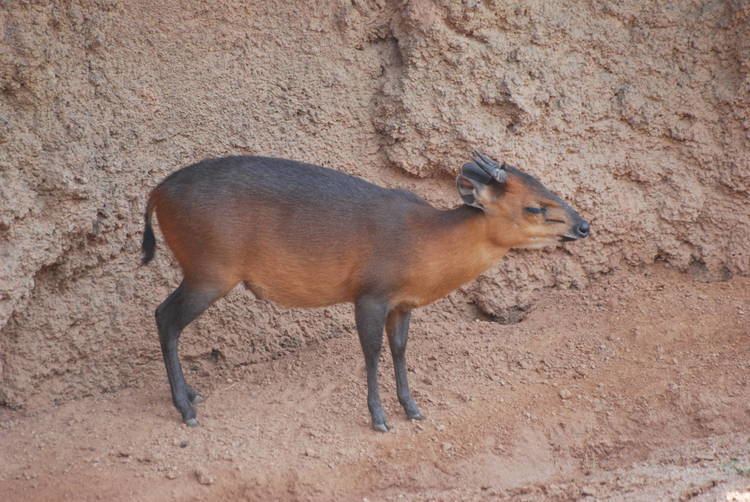 Red-flanked duiker Redflanked Duiker at Bioparc Valencia 280511 ZooChat