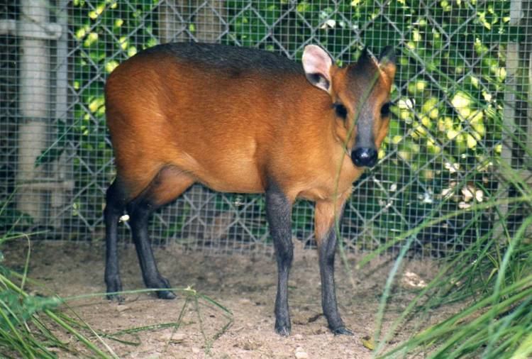 Red-flanked duiker Red flanked duiker Houston Zoo ZooChat