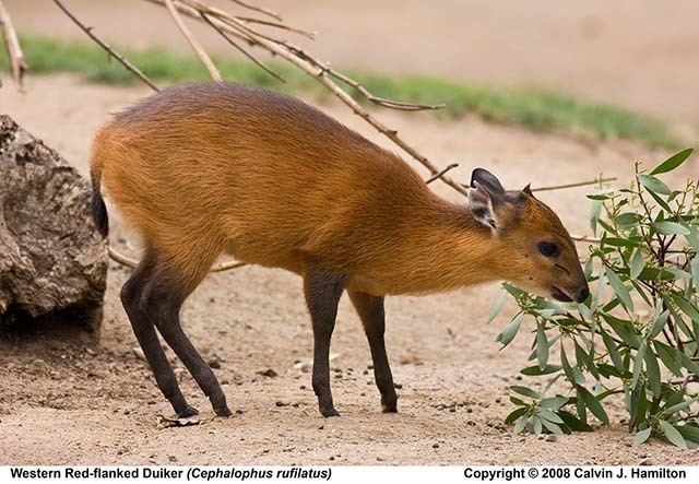 Red-flanked duiker - Wikipedia