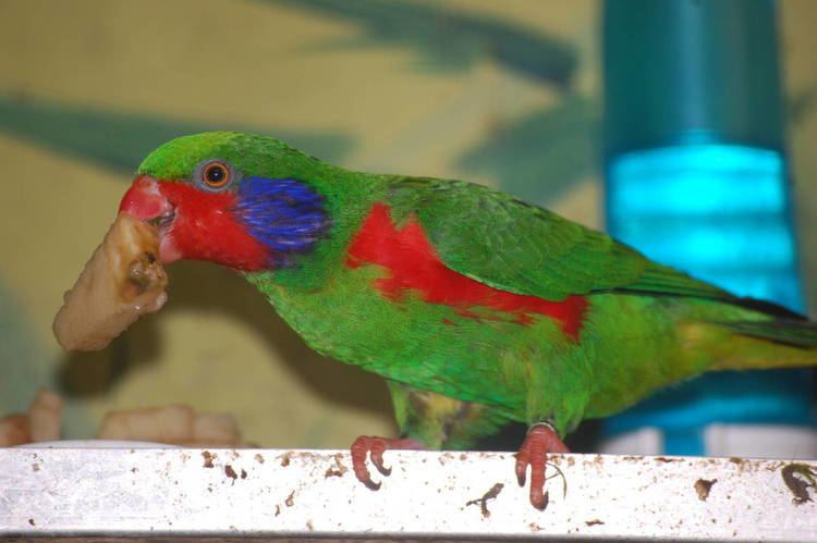 Red-flanked lorikeet Redflanked Lorikeet ZooChat