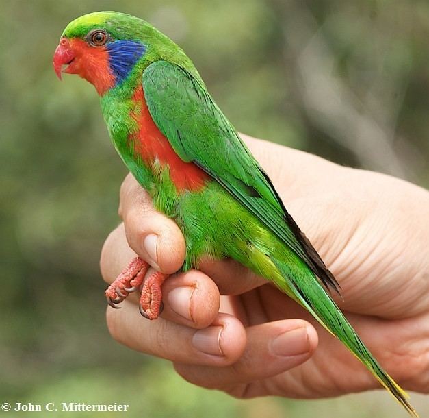 Red-flanked lorikeet Oriental Bird Club Image Database Photographers