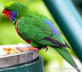 Red-flanked lorikeet Redflanked Lorikeet Charmosyna placentis Parrot Encyclopedia