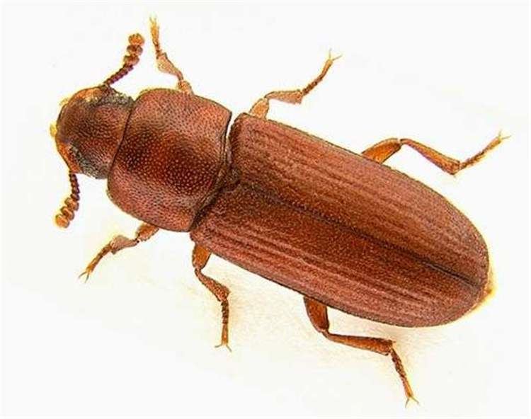 Red flour beetle Factsheet Tribolium castaneum Herbst 1797 Red Flour Beetle