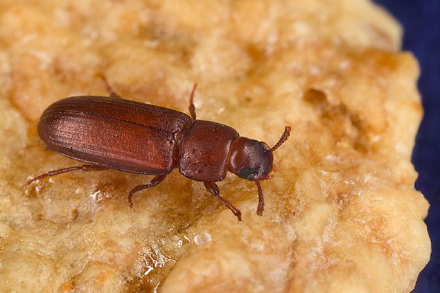 Red flour beetle Red flour beetle Wikipedia