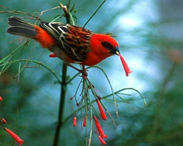 Red fody Oriental Bird Club Image Database Red FodyMadagascar Fody