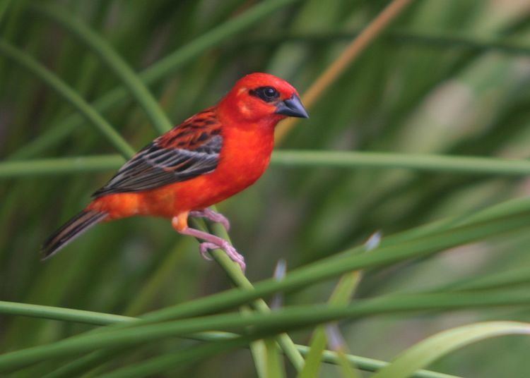 Red fody Foudia madagascariensis Google Search Bird shots Pinterest