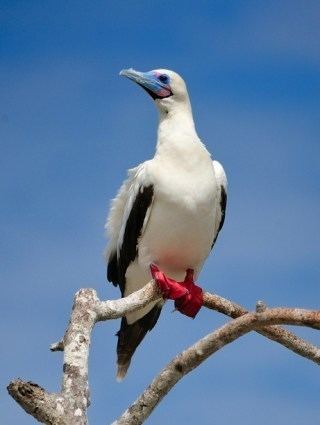 Red footed booby - Alchetron, The Free Social Encyclopedia