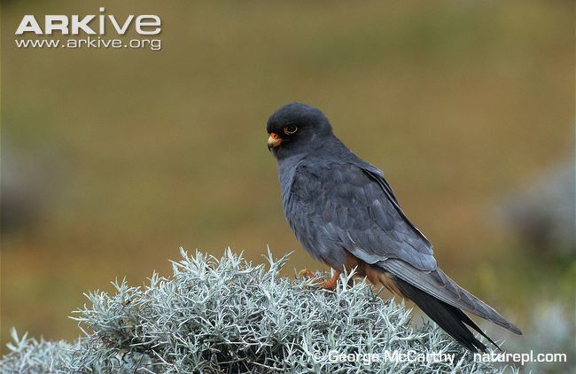 Red-footed falcon Redfooted falcon videos photos and facts Falco vespertinus ARKive