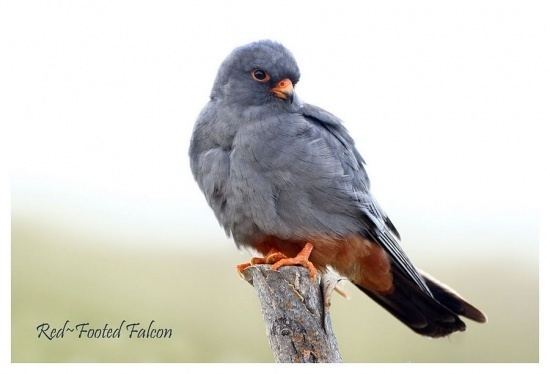 Red-footed falcon Redfooted Falcon BirdForum Opus