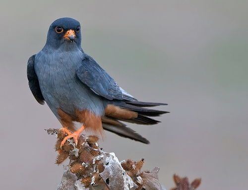 Red-footed falcon red footed falcon Bird Watching Pinterest Bird Quiet storm