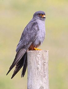 Red-footed falcon httpsuploadwikimediaorgwikipediacommonsthu